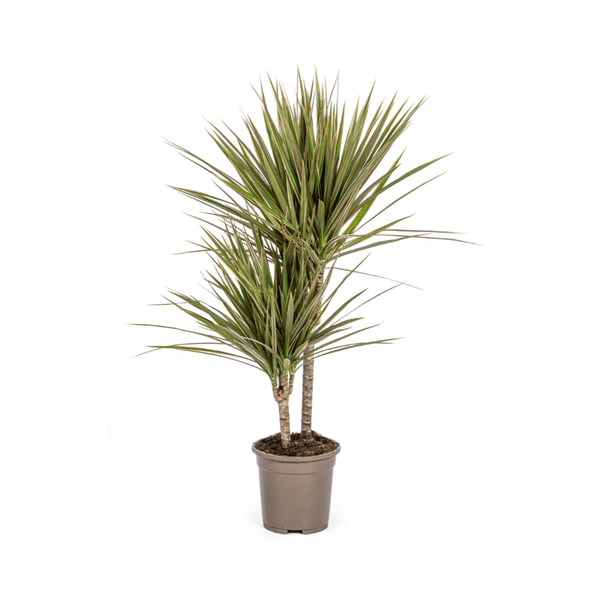 Dracaena Marginata Bicolor