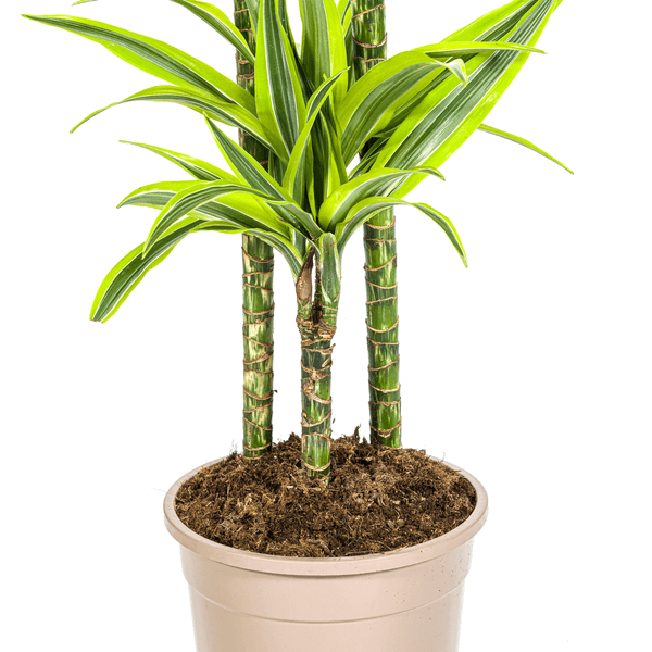 Dracaena Deremensis Lemon Lime Ø24cm - ↕130 - 150cm