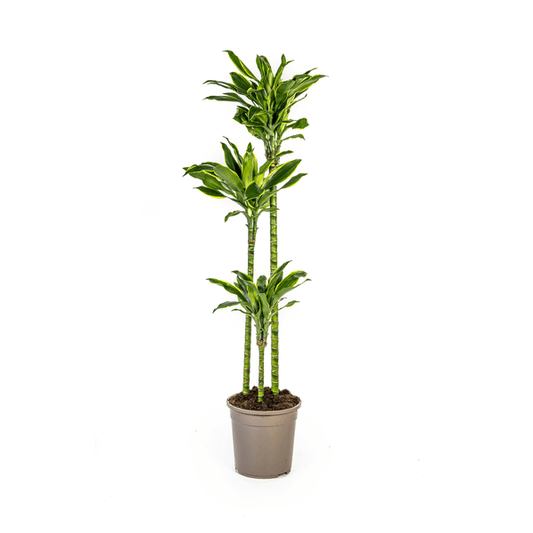 Dracaena Fragrans Golden Coast Ø24cm - ↕130 - 150cm