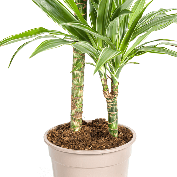 Dracaena Deremensis White Stripe Ø19cm - ↕70 - 90cm