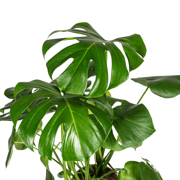 Monstera Deliciosa Tauerii Ø21cm - ↕70 - 90cm