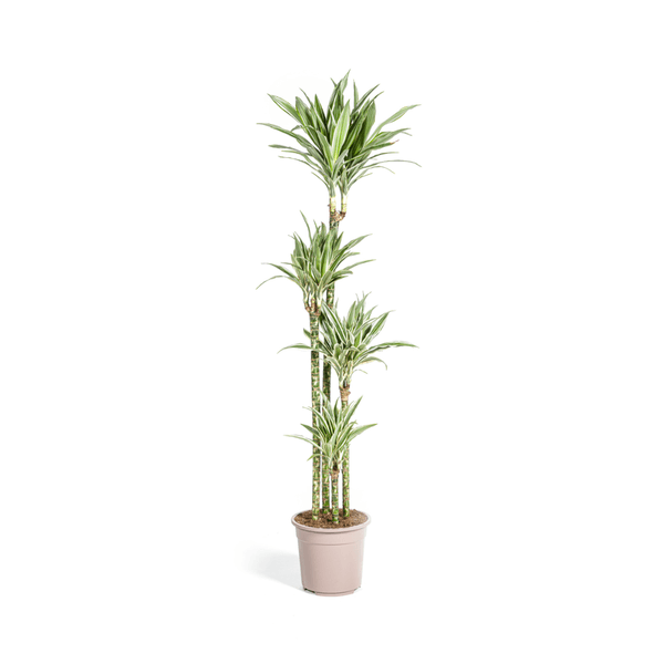 Dracaena Deremensis White Stripe