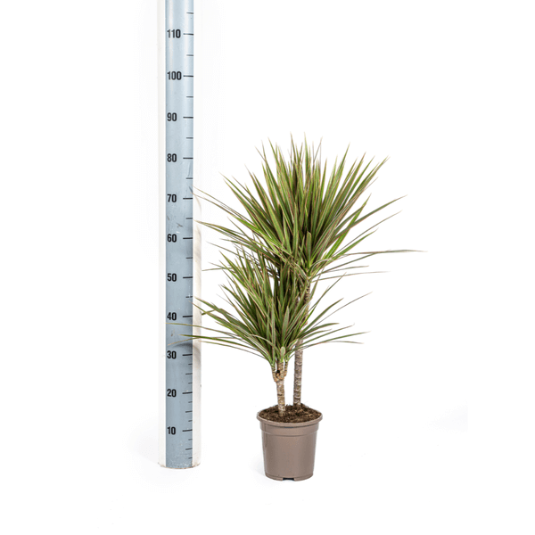 Dracaena Marginata Bicolor