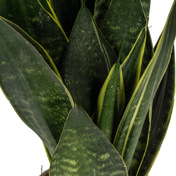 Sansevieria Trifasciata Futura Black