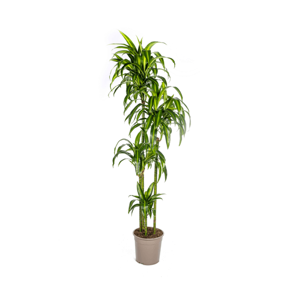 Dracaena Deremensis Hawaiian Sunshine Ø27cm - ↕170 - 190cm