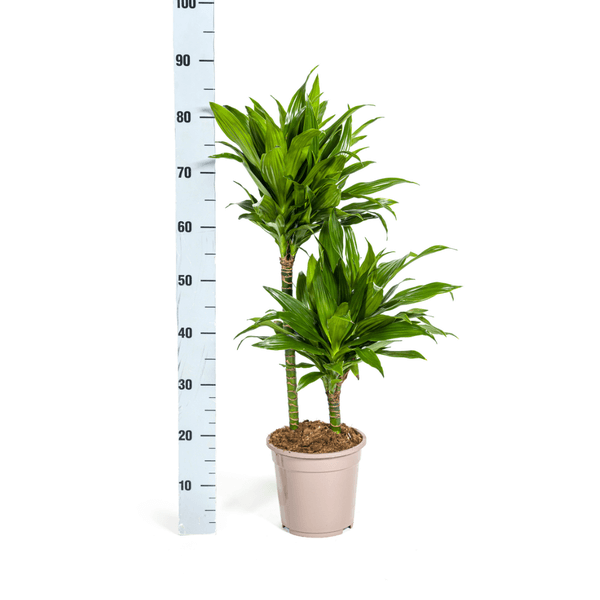 Dracaena Deremensis Green