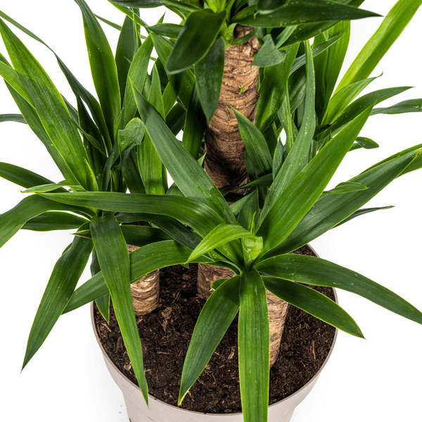 Yucca Elephantipes indoor plant