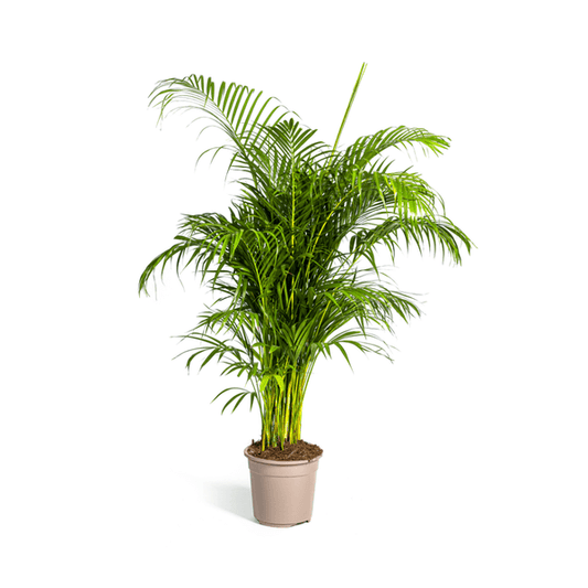 Dypsis Areca lutescens