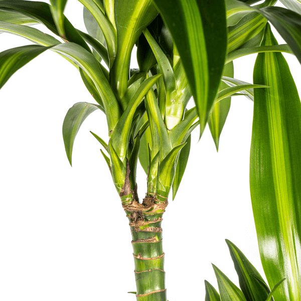 Dracaena Deremensis Hawaiian Sunshine Ø24cm - ↕130 - 150cm