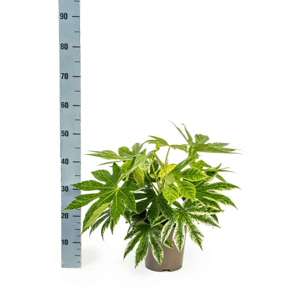 Fatsia Japonica Spider's Web indoor plant