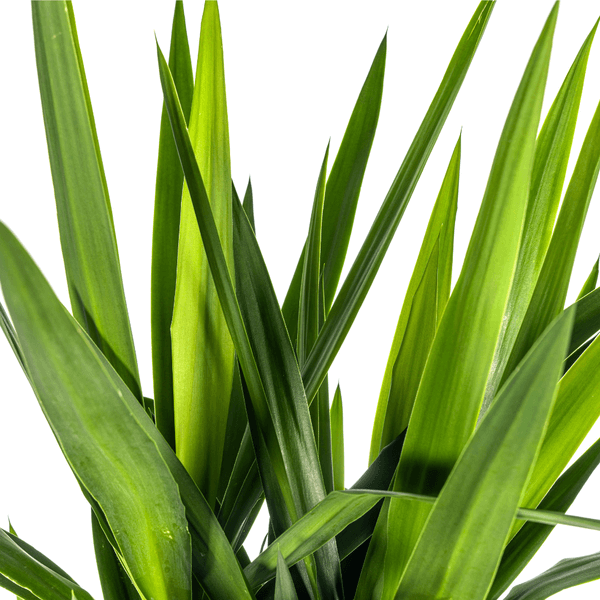 Yucca Elephantipes indoor plant