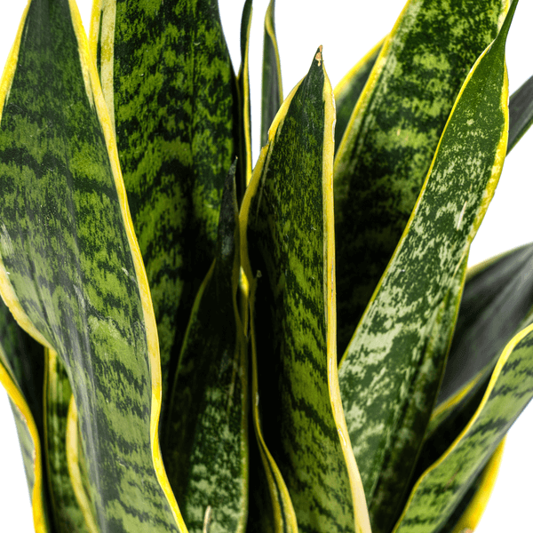 Sansevieria Trifasciata Futura