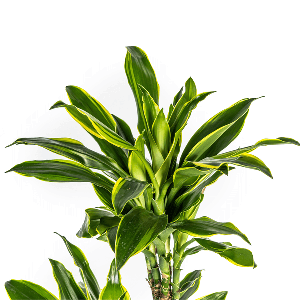 Dracaena Fragrans Golden Coast Ø24cm - ↕130 - 150cm